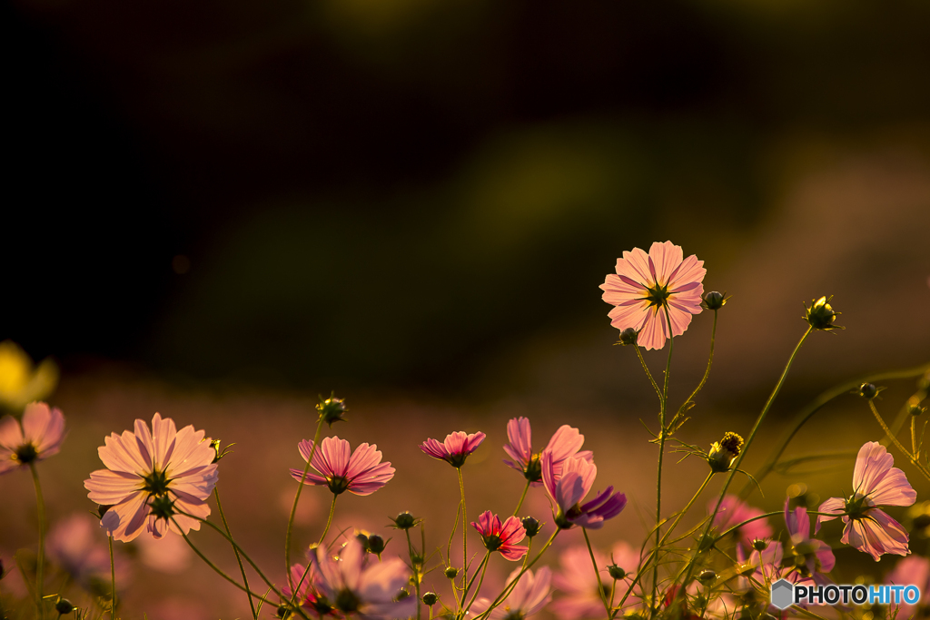 輝くコスモス４
