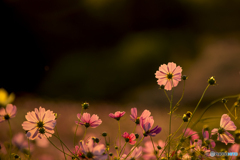 輝くコスモス４