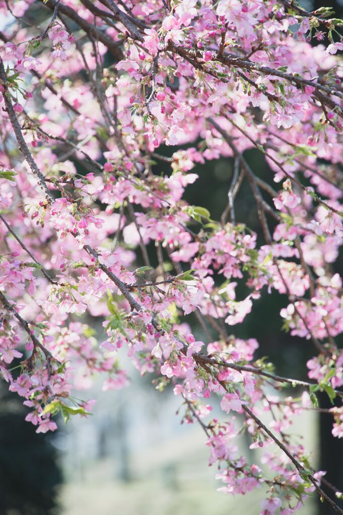 新芽