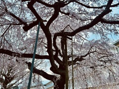 枝垂れ桜2