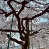 枝垂れ桜2
