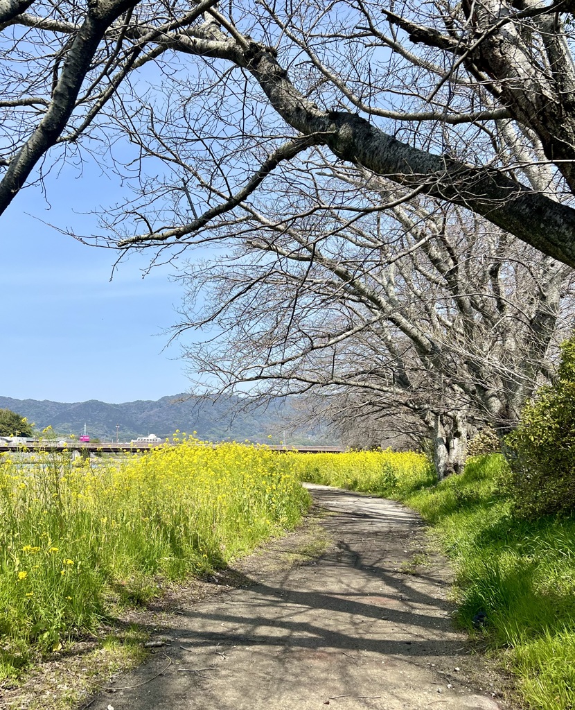 川沿いの散歩