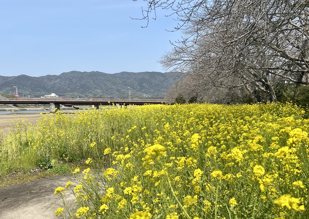 菜の花と桜の蕾