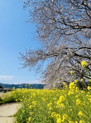 春の散歩道