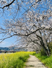 桜と菜の花