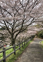 さくらの花道