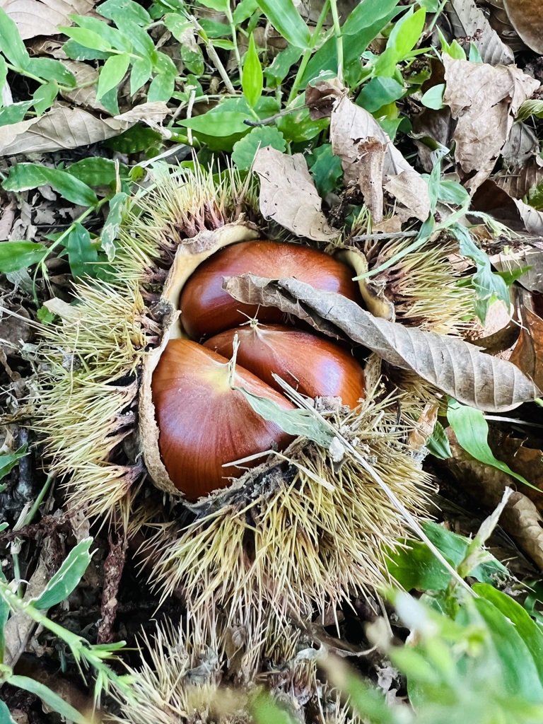 栗