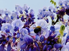 藤に魅せられて
