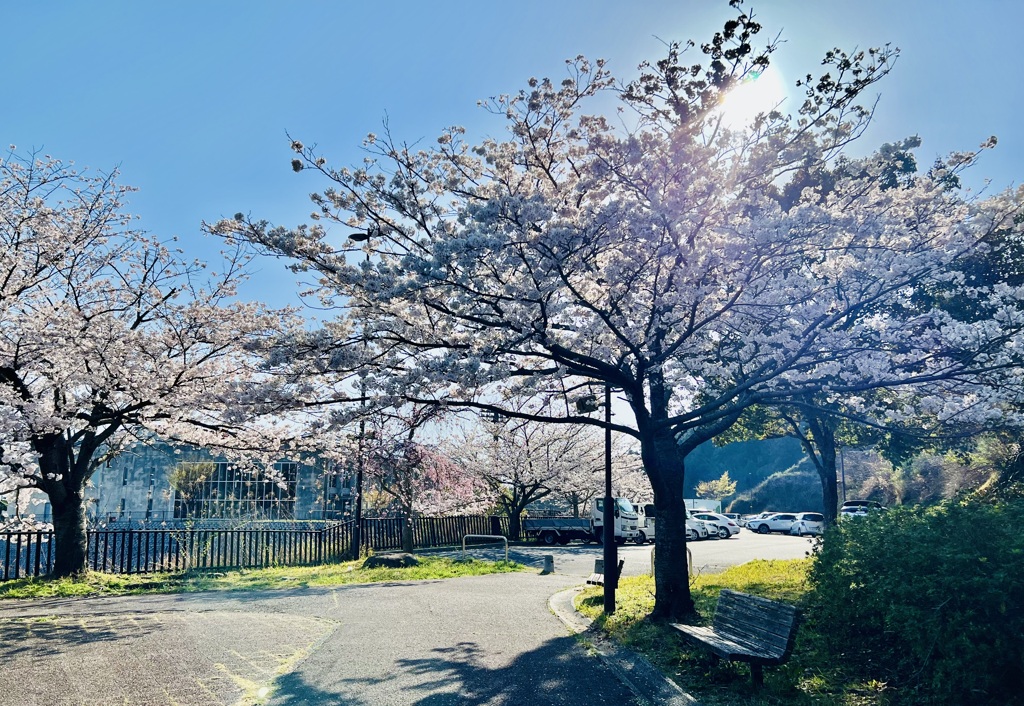 桜