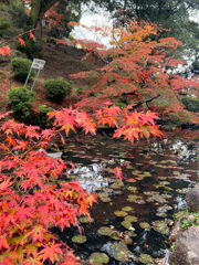 亀山公園　紅葉