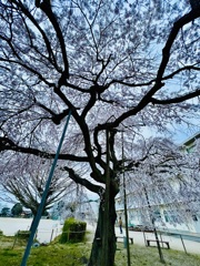 枝垂れ桜