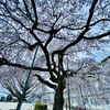 枝垂れ桜