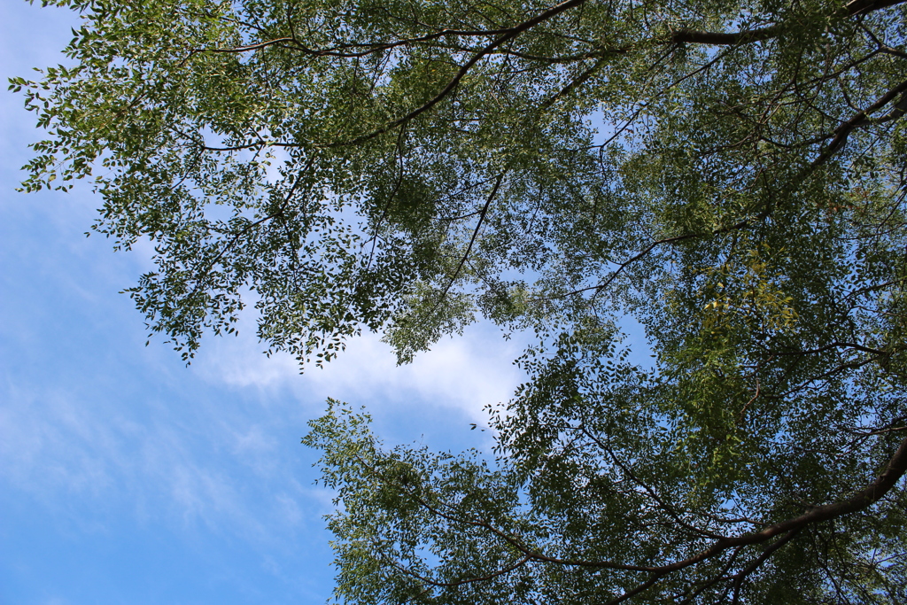 秋の空