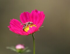 豪華な食事中