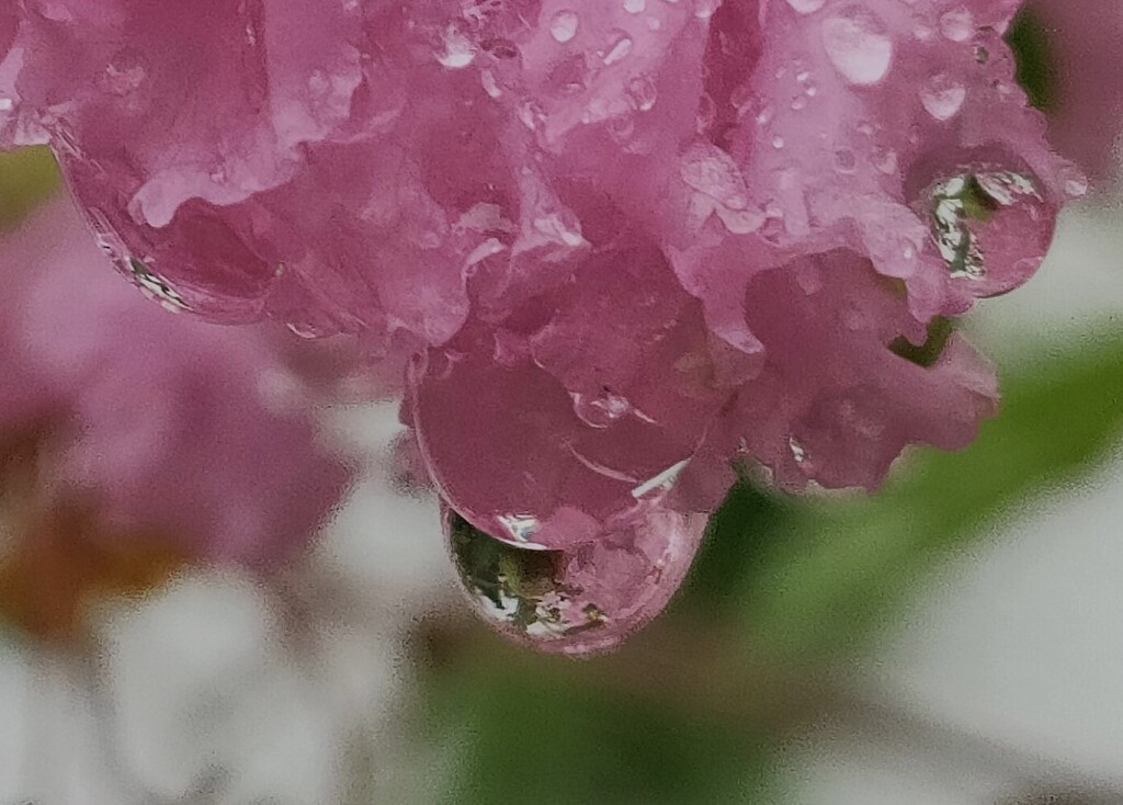 雨の贈り物