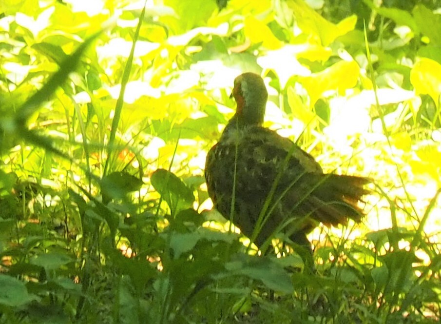 チョトッコイ　夏姿