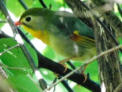 長野県飯田市シラビソ高原のソウシチョウ