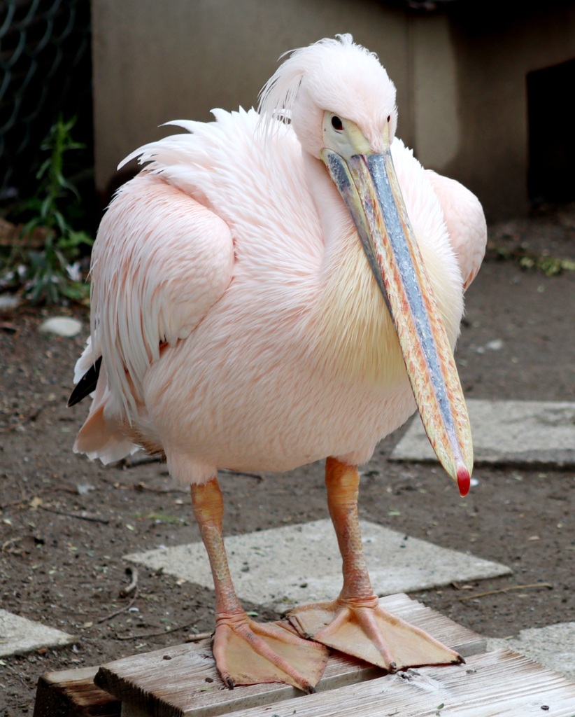 ももいろペリカン