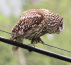 長野市芋井の電線に留まっていたフクロウ！千載一遇のチャンスにピンボケ…無念…。