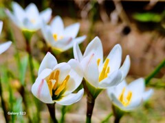 今朝のお庭は…✿*･ﾟ