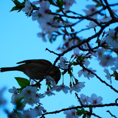 夕ごはん