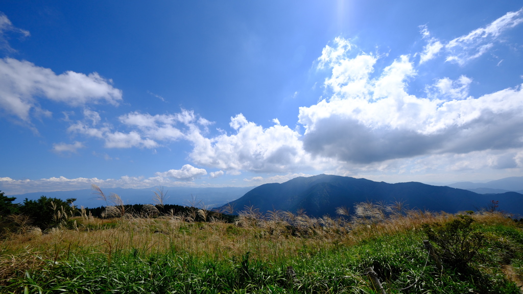 葛城山のススキ