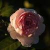 秋薔薇
