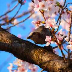 桜とヒヨドリ