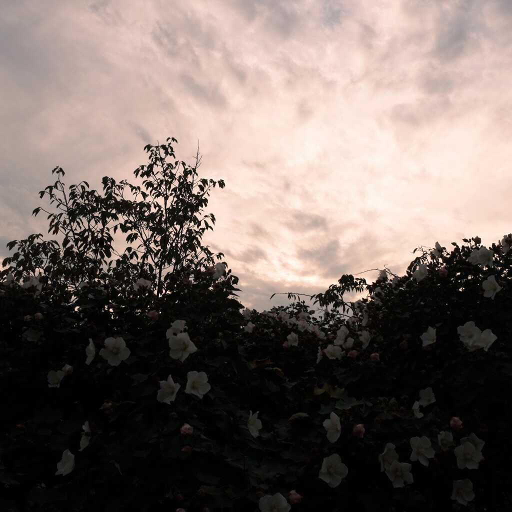 日暮れまであと少し