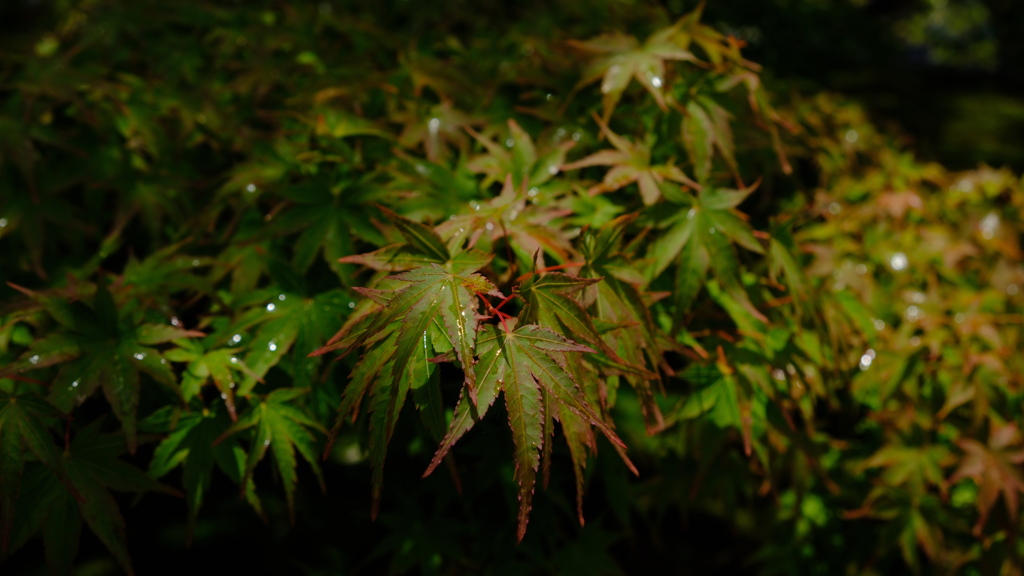 早い秋