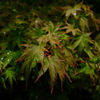 早い秋