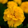 黄色の薔薇