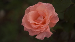 雨の薔薇