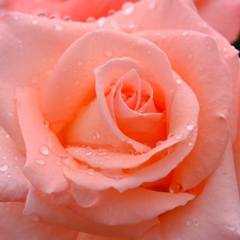 雨露花3