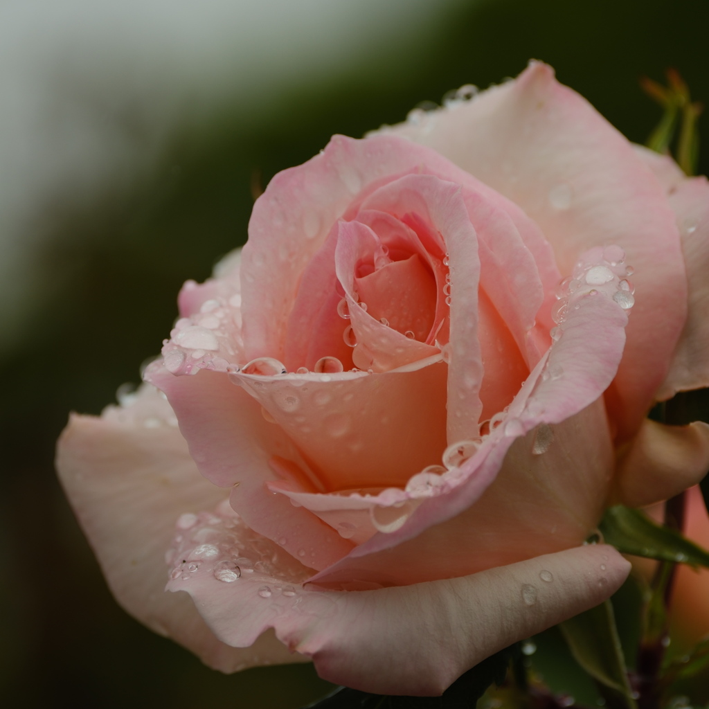 雨露花