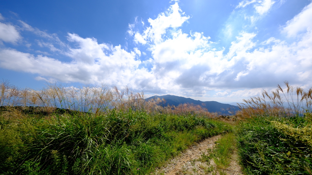 葛城山のススキ2