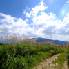 葛城山のススキ2