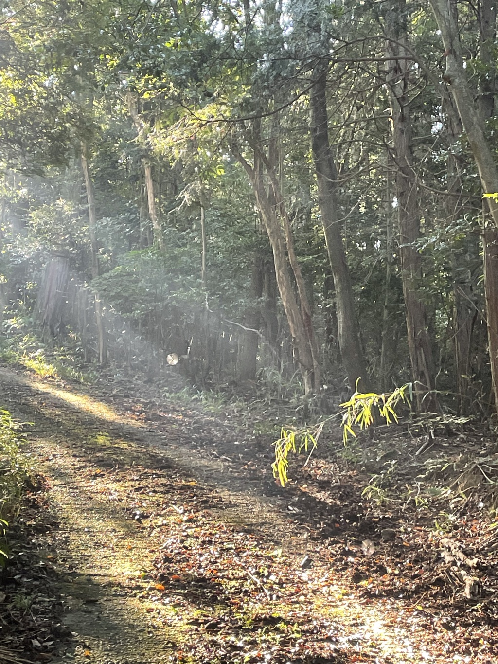 蜘蛛の巣