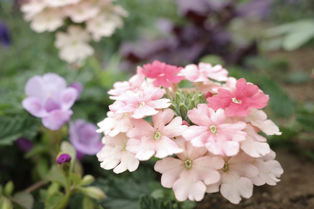 港の見える丘公園の花