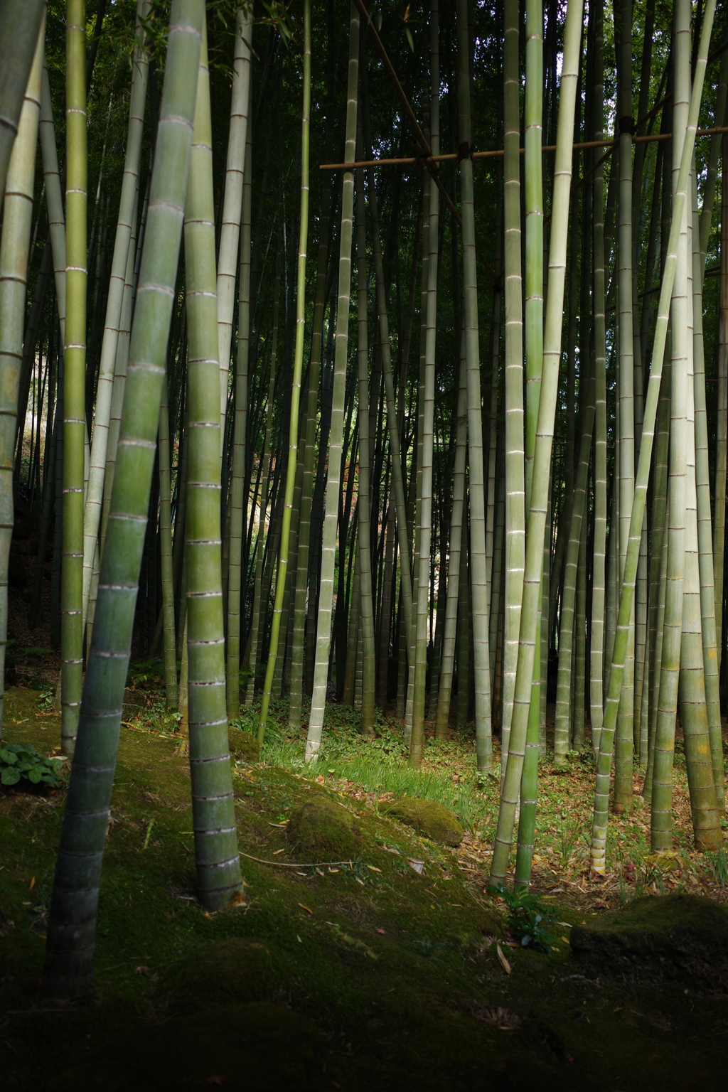 竹林