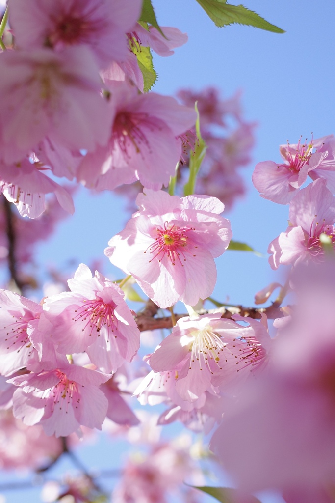 草薙の桜