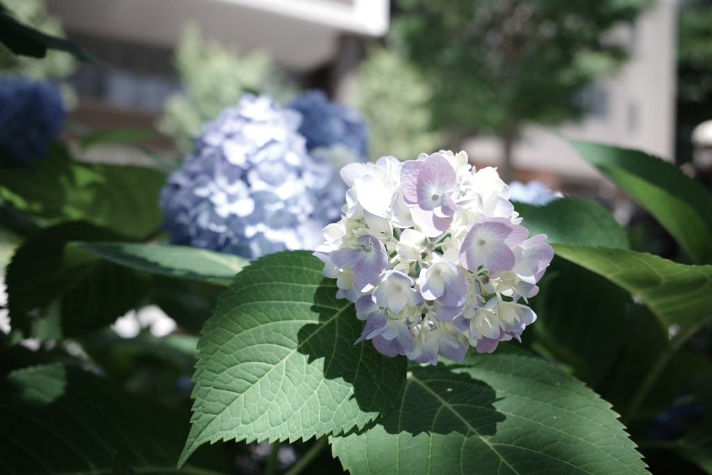 紫陽花
