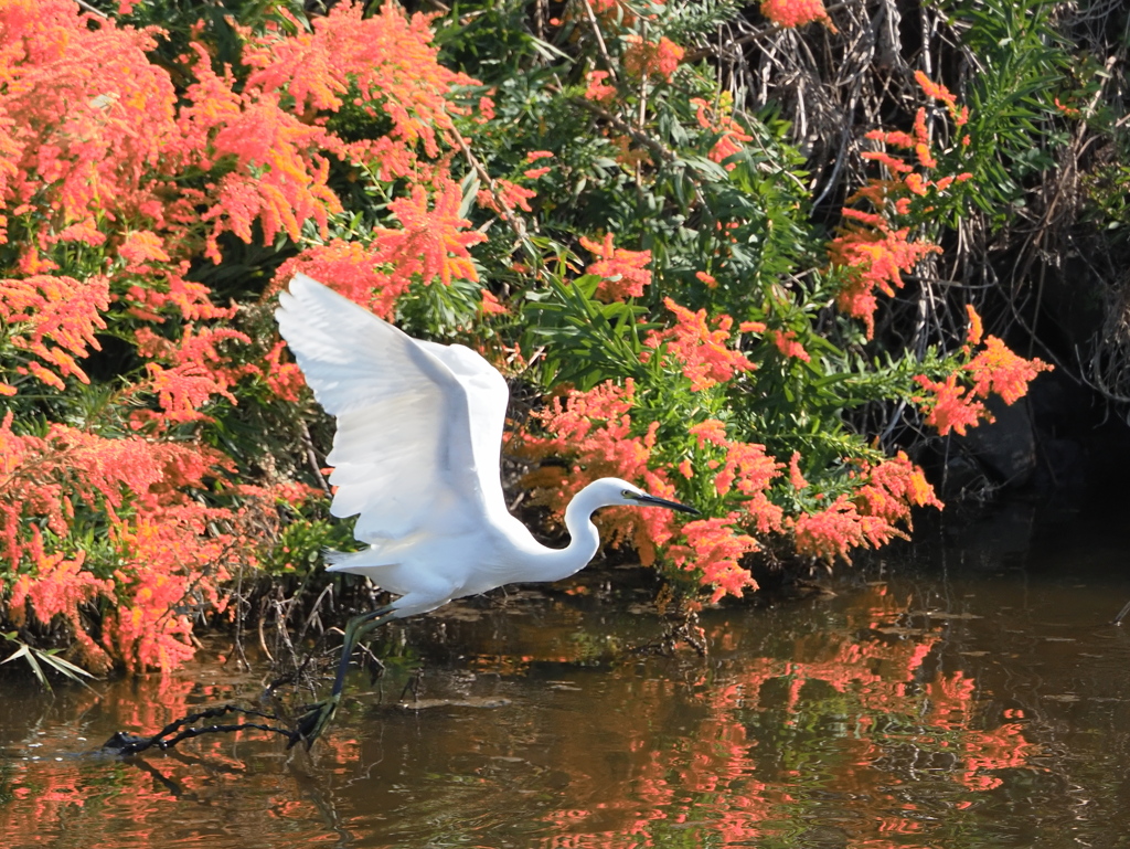 白鳥ですか？