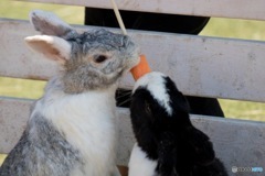 うさぎ