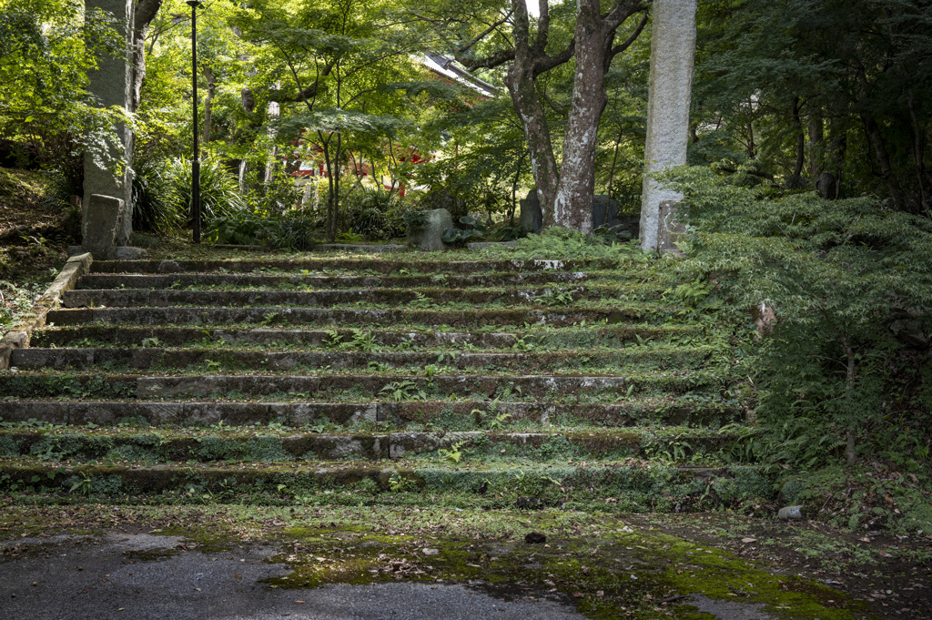 苔の階段