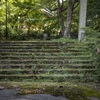 苔の階段