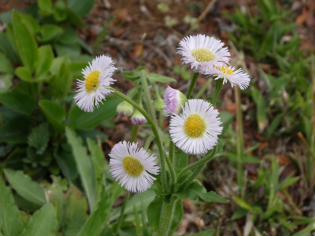 雑草の花