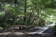 木漏れ日の参道