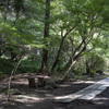 木漏れ日の参道