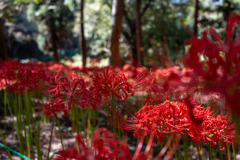曼珠沙華